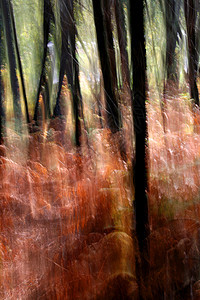 秋季风景旅行农村地球孤独树木季节环境场景叶子薄雾图片