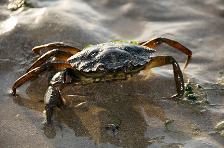 螃蟹海鲜海滩生物生活食物动物海岸宏观荒野支撑图片