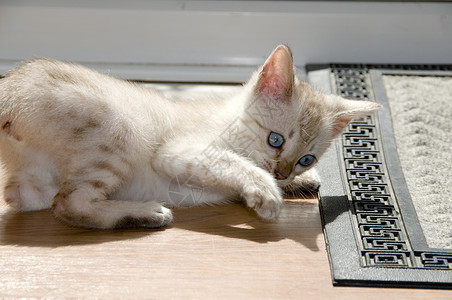 小猫咪蓝色小猫白色毛皮宠物眼睛家畜纯种猫地面图片