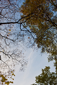 树树的顶部天空公园季节背景图片