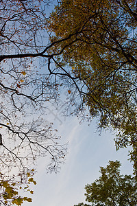 树树的顶部天空公园季节背景图片