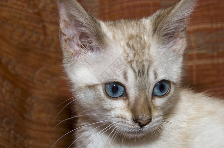 孟加拉猫小猫蓝色家畜说谎眼睛毛皮橙色宠物纯种猫白色图片