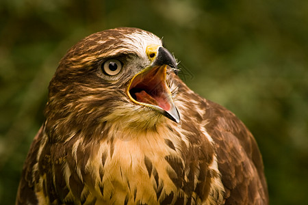巴斯德尖叫眼睛动物清道夫秃鹰翅膀鸟类鱼鹰荒野野生动物猎物图片