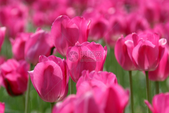 粉红色郁金香太阳绿色叶子场地花朵粉色灯泡图片