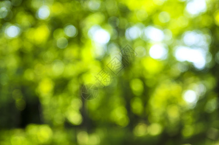 绿色背景植物群树木阳光生长植物生态环境叶子晴天活力图片