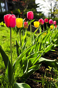 春天花园的郁金香公园灯泡生长植物群植物学橙子花园植物花朵花坛图片