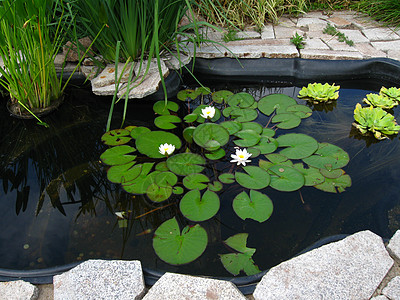 装饰池绿色花园公园硬币石头反射图片