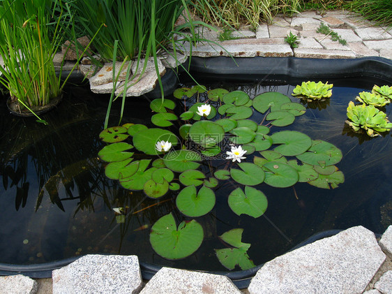 装饰池绿色花园公园硬币石头反射图片