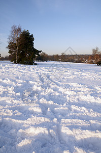 冬天场地风景曲目降雪冻结雪景树木场景国家天空图片