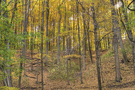 一片充满秋色的森林季节植物学叶子环境植物橡木树木橙子晴天生长图片