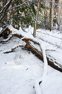 白雪覆盖的树场景天气树木木头季节小路森林分支机构树干冻结图片