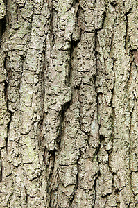 树皮风化木头橡木木材材料森林树木树干植物棕色图片