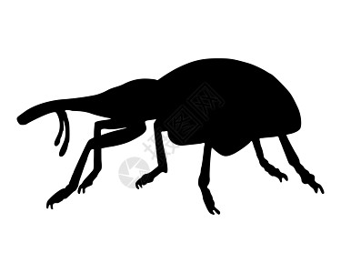Weevil 组织甲虫昆虫学昆虫鸽子生物学树干插图动物鞘翅目黑色图片