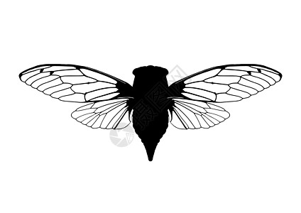 Cicada 胶状科学昆虫学翅膀生物学黑色插图动物动物学图片