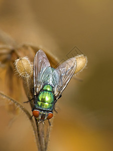 绿苍蝇腹部动物绿色鳞翅目野生动物树干图片
