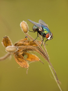 绿苍蝇腹部动物野生动物绿色鳞翅目树干图片