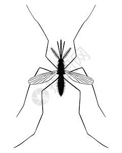 边缘生物学漏洞插图黑色科学双翅目昆虫昆虫学蚊子剪贴背景图片