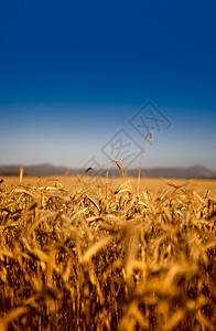 小麦田阳光季节种植园土地农村农场麦田天空农业金子图片