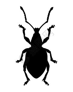 Weevil 组织甲虫生物学动物昆虫黑色插图昆虫学树干鞘翅目触手图片