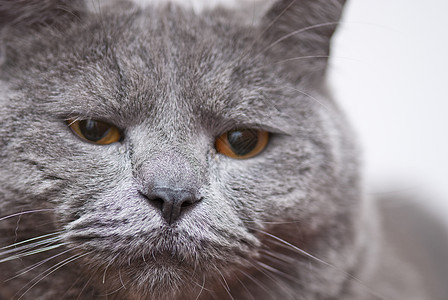 意大利 CatSac表达式猫咪宠物头发鼻子荒野眼睛小猫宏观胡须蓝色图片