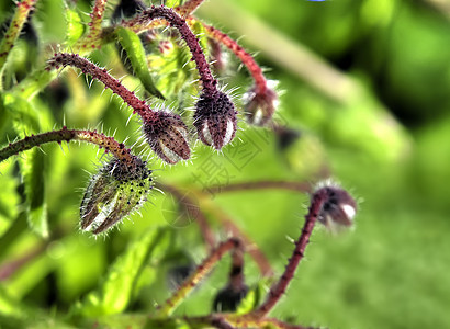 或普通冷却园艺叶子星花草本植物花园花瓣野生动物绿色植物宏观癌症图片