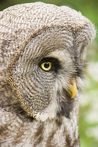 大灰猫头鹰羽毛猎人鸟类黄色眼睛野生动物星云猎物灰色荒野图片