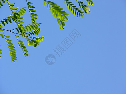 {\1cH00FFFF\i1}罗宾亚在蓝色的天空中叶子背景图片