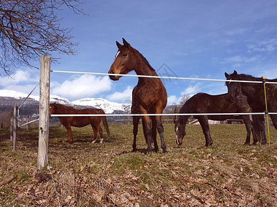 草地里的马匹食草牧场阉马栅栏野生动物棕色农场动物哺乳动物农村图片