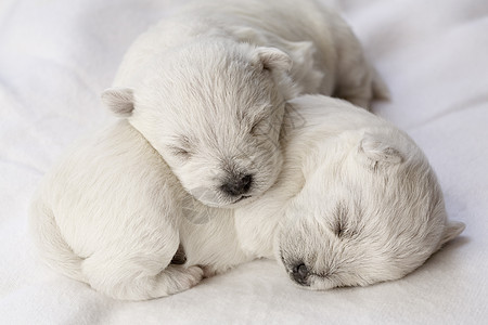 睡觉的小狗动物毛皮朋友婴儿哺乳动物生活新生犬类宠物白色图片