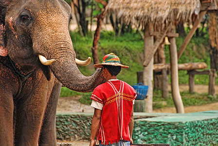 大象展 泰国昌迈假期宗教旅行文化种族地方热带气候图片