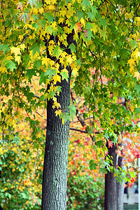 秋季风景季节薄雾国家场景环境孤独公园树木分支机构旅行图片