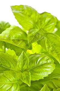 绿面包圈关门叶子香料草药美食生长宏观绿色食物烹饪树叶图片