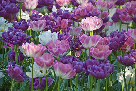 2009年5月 挪威奥斯陆草地的鲜花 2009年5月白色玫瑰花园绿色紫色花瓣图片