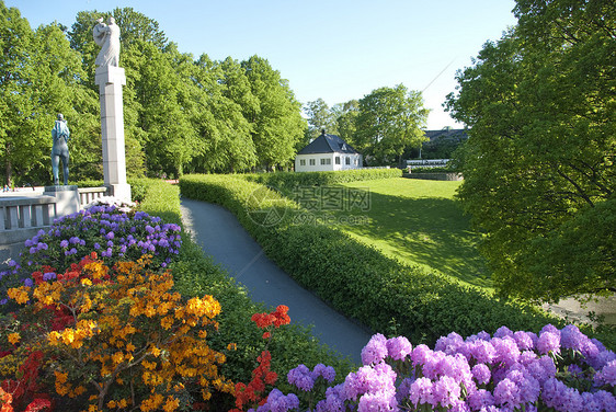 2009年5月 挪威奥斯陆草地的鲜花 2009年5月花园紫色花瓣绿色玫瑰白色图片