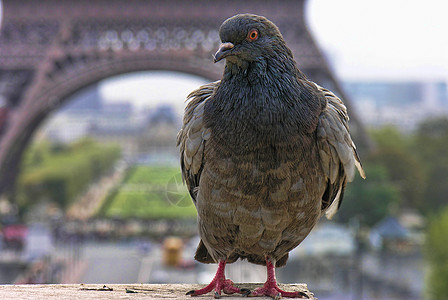 巴黎 10月建筑鸽子旅游热情商业蓝色城市女士餐厅卵形图片