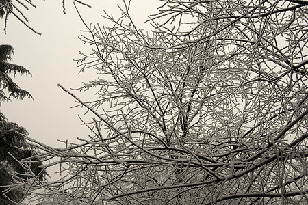 白雪树枝白色天空天气机构森林降雪季节性蓝色季节树木图片