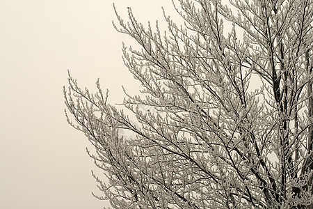 白雪树白色机构降雪季节性季节天空蓝色树木森林天气图片