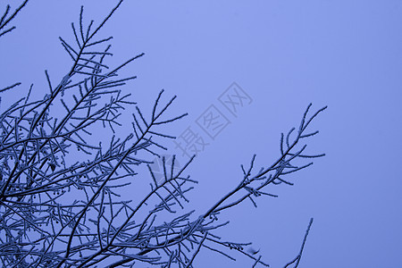 白雪树枝森林天气天空机构季节性季节白色蓝色树木降雪图片