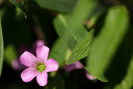 花园艺光合作用花园植物学生物学紫色植物群花朵叶子白色图片