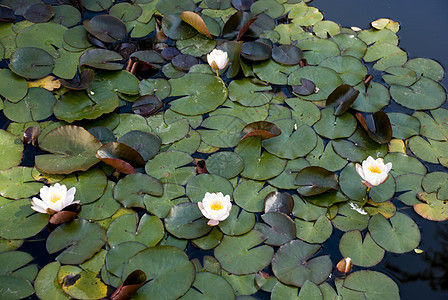 百合树叶花园池塘花朵植物活力黄色叶子花瓣美丽图片