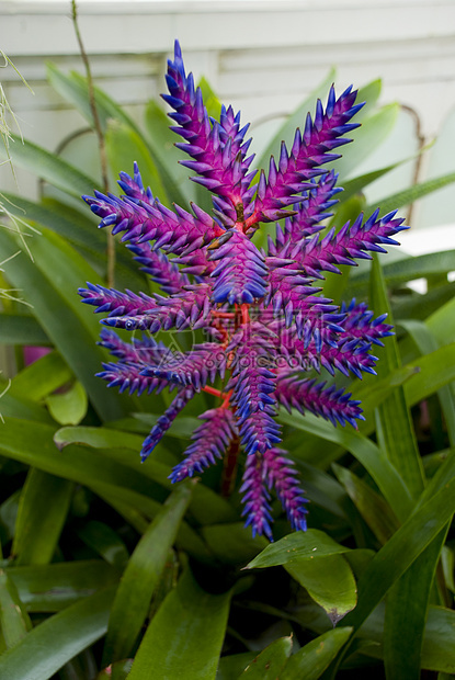 紫色的植物绿色活力花朵黄色花园粉色美丽红色图片