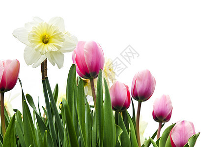白色背景的郁金香和水仙花朵花园水仙花生长季节框架植物群灯泡边界园艺图片