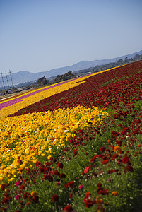 鲜花田农场植物场地天空花朵蓝色黄色绿色异国花园图片