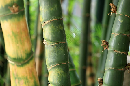 竹林背景花园场景热带生长环境植物文化叶子森林园艺图片