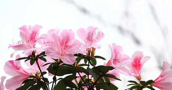 花朵 有天空的罗多登天图片