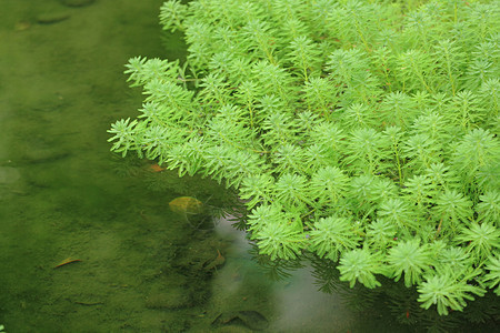 浮动工厂宏观植物太阳树叶天空叶子环境森林花园热带图片