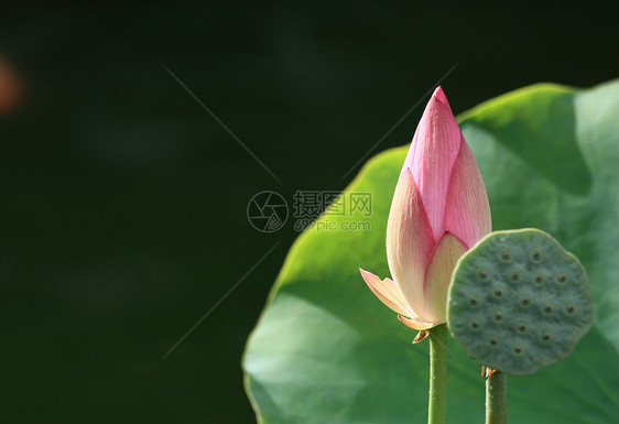 莲花叶子植物学繁荣植物花园池塘花瓣软垫荒野生物学图片