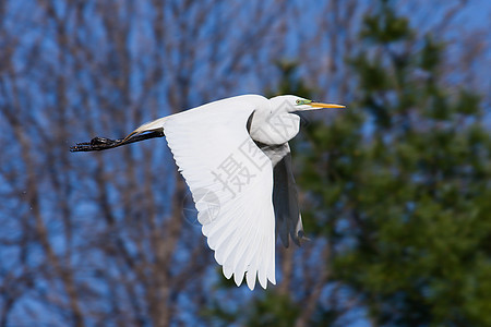 大Egret飞行白色翅膀野生动物树木白鹭羽毛图片
