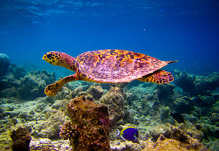 乌龟像飞翔一样游泳濒危潜水热带爬虫旅行野生动物海洋气候生活阳光图片