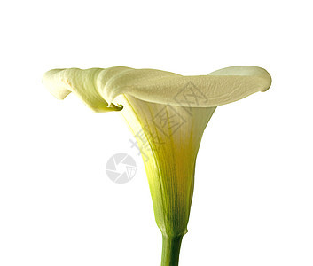 卡拉语百合植物白色图片